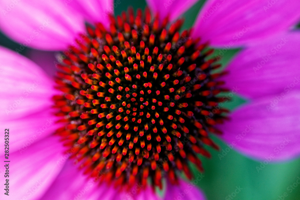 Flower in garden at sunny summer or spring day. Flower for postcard beauty decoration Flower in garden at sunny summer or spring day. Flower for postcard beauty decoration