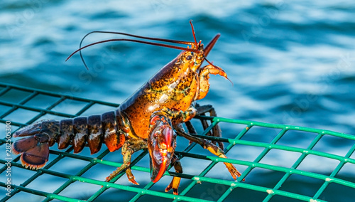 Live lobster standing on top of green lobster trap