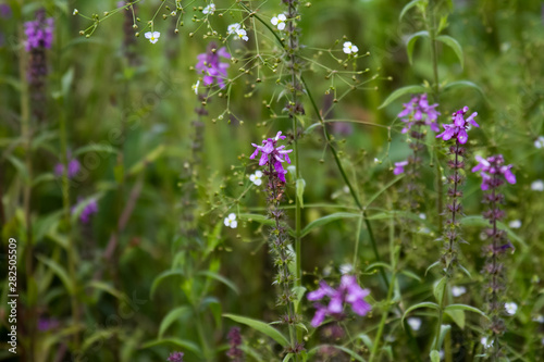 Close-up of purple wildflowers on a blurred meadow background, selective focus