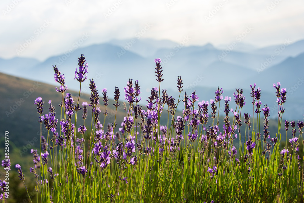 Fleurs De Lavande Sauvage Dans La Montagne Hautes Alpes France Stock fleurs-de-lavande-sauvage-dans-la-montagne-hautes-alpes-france-stock