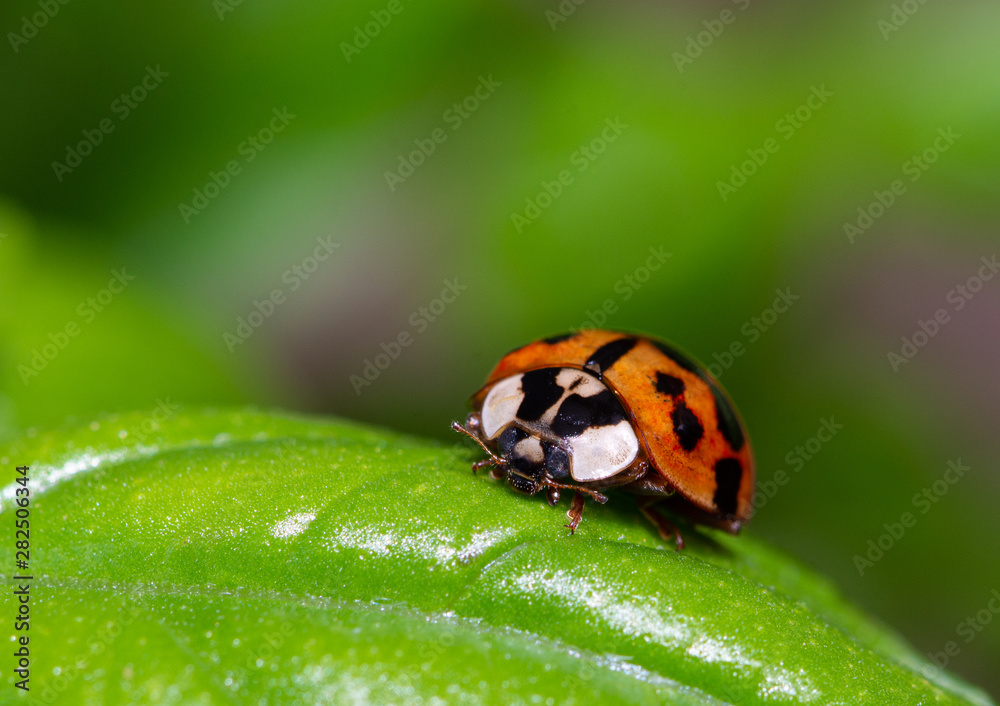 Fototapeta premium Small red ladybird resting on a green basil leaf