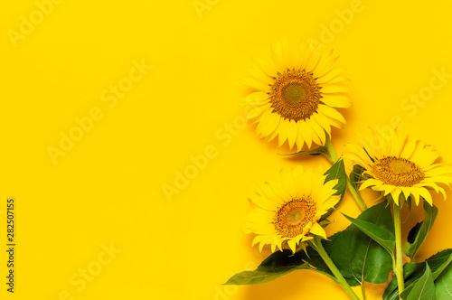 Obraz na plátně Beautiful fresh sunflowers with leaves on stalk on bright yellow background