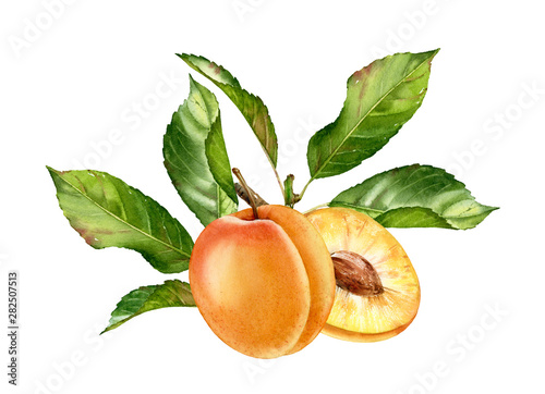 Realistic botanical watercolor illustration apricot fruit leaves composition: whole and half slice ripe juicy isolated clipart hand drawn, fresh exotic food golden yellow green for food label design