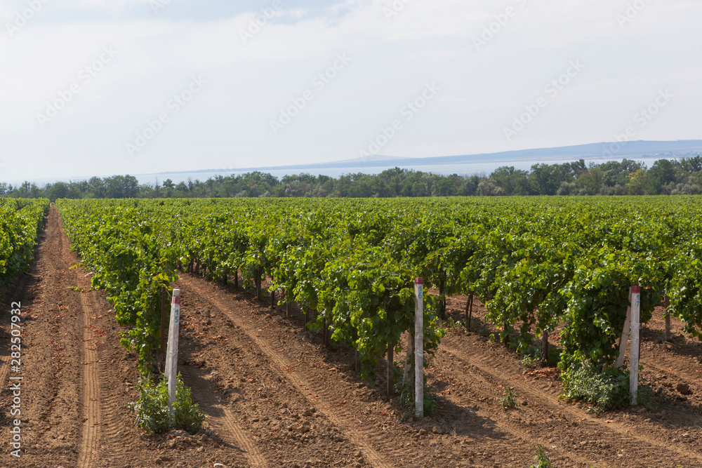 Vineyards on the Taman Peninsula of the Krasnodar Region