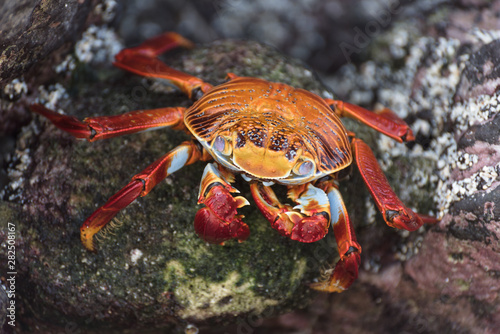 Red Rock Crab on Galapagos Islands, Ecuador. © No Drama Llama