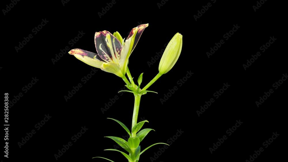 4K. Blooming white lily flower buds ALPHA matte, Ultra HD. timelapse, 4096x2304. 4K. Blooming white lily flower buds ALPHA matte, Ultra HD. timelapse, 4096x2304.