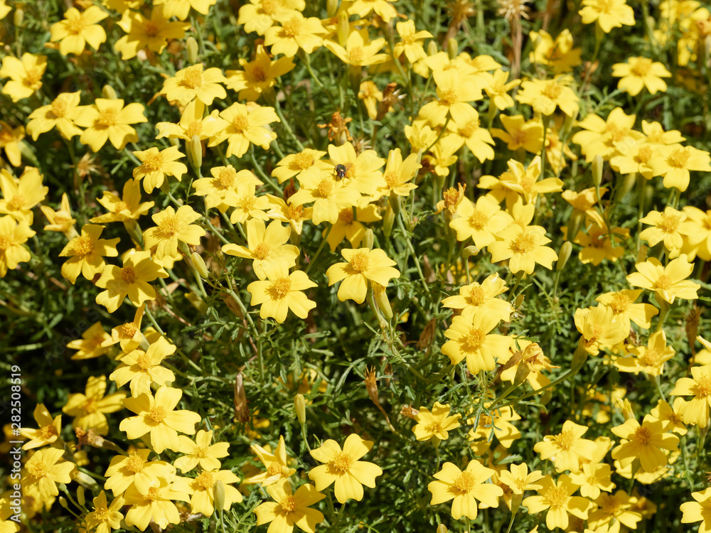 Tagetes tenuifolia | Tapis touffu de petites fleurs de Tagète citron ou Tagète à feuilles ténues de couleur jaune orangé légèrement parfumées