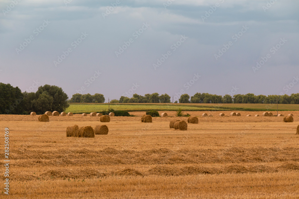 Fototapeta premium Harvesting