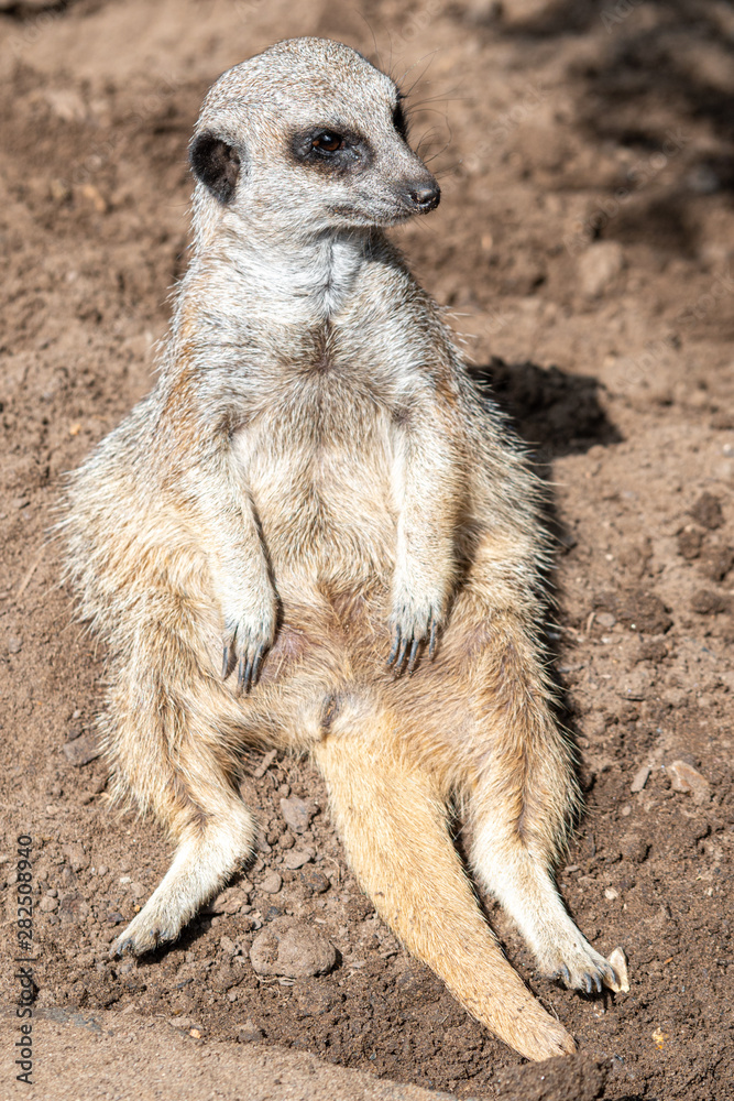 Fototapeta premium Meerkat Sitting on the Ground and Resting