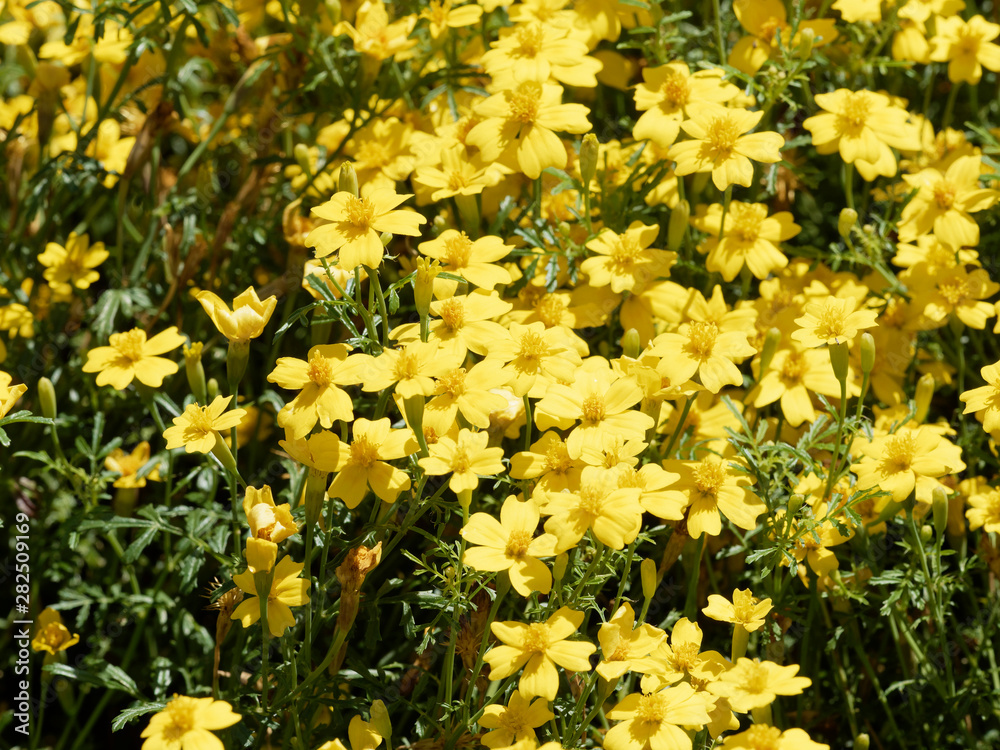 Fototapeta premium Tagetes tenuifolia | Tapis touffu de petites fleurs de Tagète citron ou Tagète à feuilles ténues de couleur jaune orangé légèrement parfumées