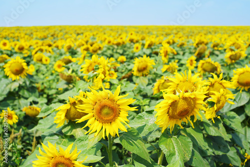 Bright yellow field of sunflowers against the background of the blue sky