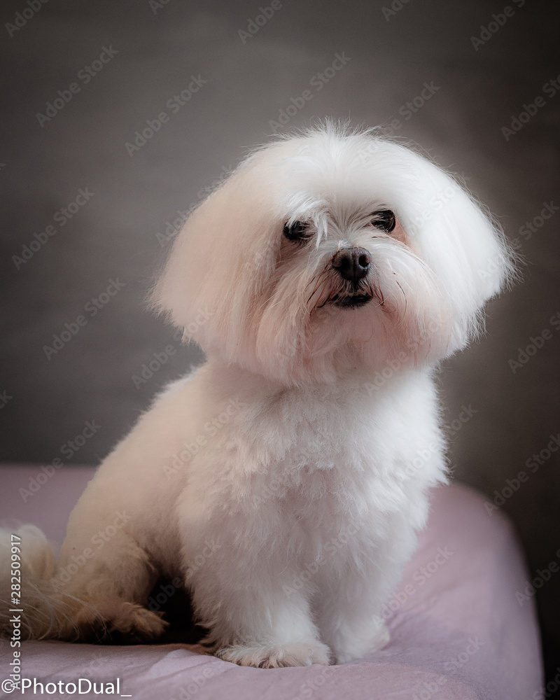 white dog at bed with gray background white dog at bed with gray background
