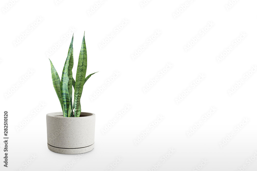 Sansevieria plant in pot on white table Sansevieria plant in pot on white table