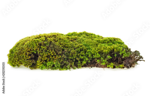 Green forest moss isolated on white background, closeup.