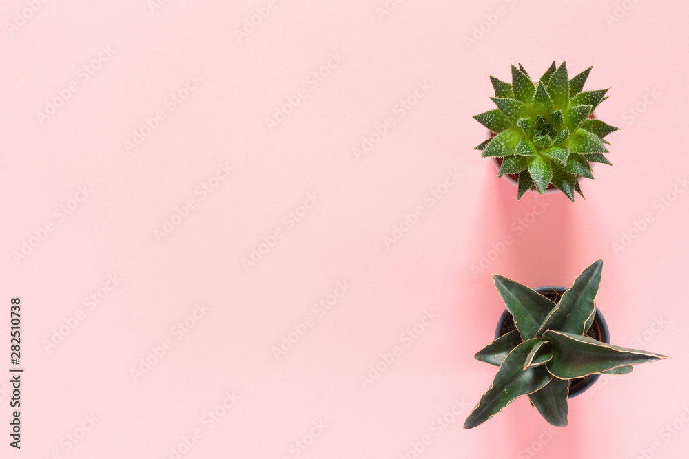 Succulents flowers on pink background. Scandinavian hipster home decoration. Flat lay, top view