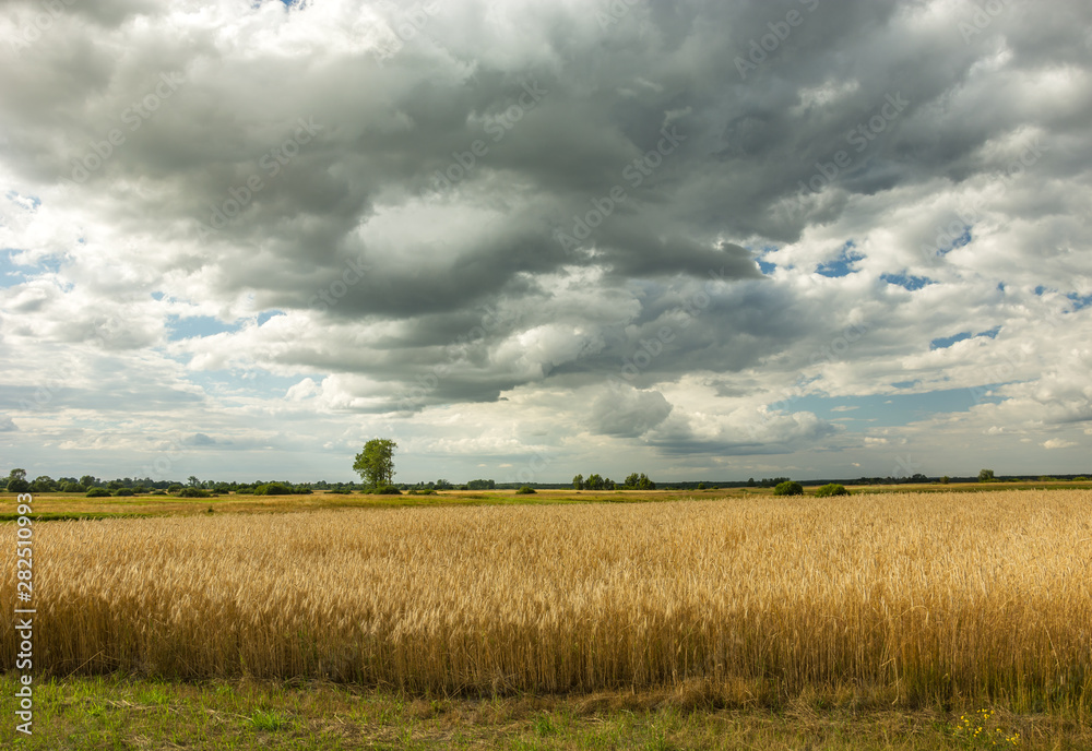 Fototapeta premium Dark clouds over a field with grain