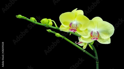 4K. Growth of yellow phalaenopsis flower buds ALPHA matte, Ultra HD. timelapse, 4096x2304.