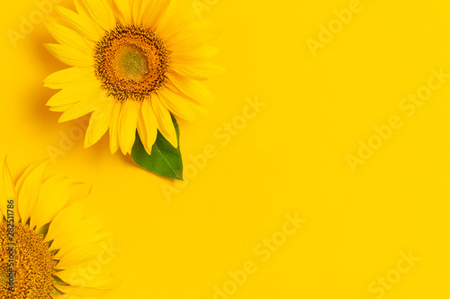 Beautiful fresh sunflowers on bright yellow background. Flat lay, top view, copy space. Autumn or summer Concept, harvest time, agriculture. Sunflower natural background. Flower card