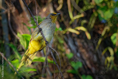 Stripe-throated Bulbul - Pycnonotus finlaysoni or streak-throated bulbul, songbird in the bulbul family, found in south-eastern Asia photo