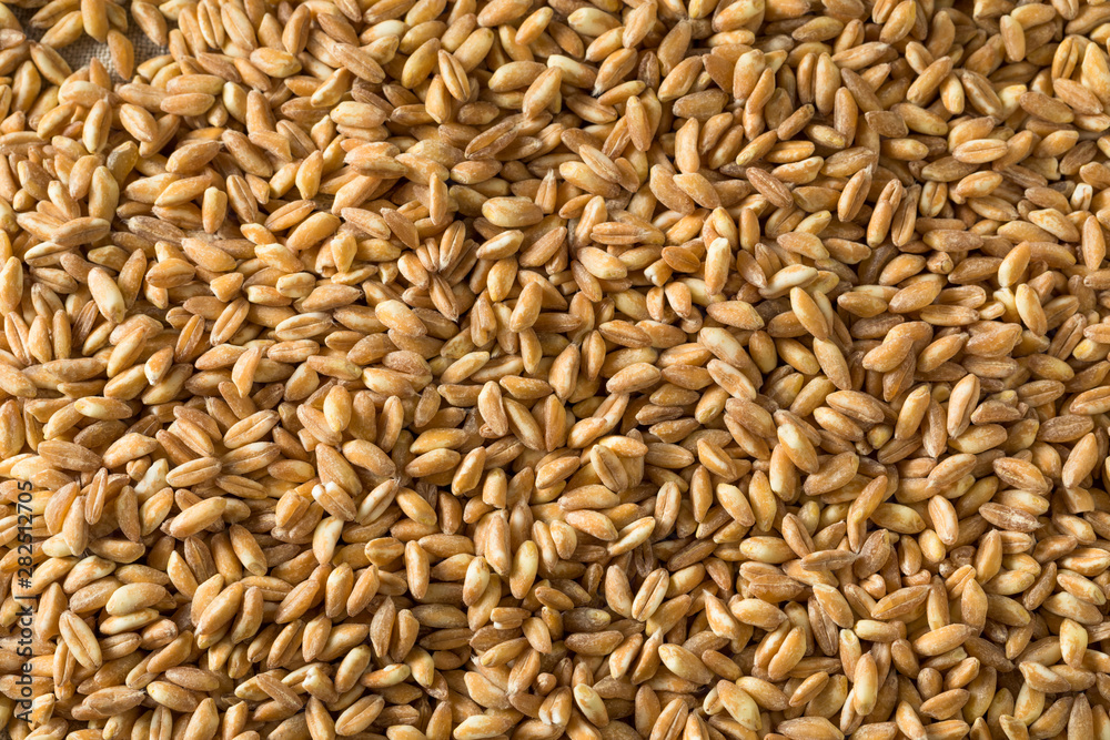 Raw Organic Farro Grain Raw Organic Farro Grain