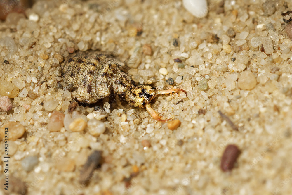 Myrmeleonidae - Antlion  insect in the family Myrmeleontidae, known for the fiercely predatory habits of their larvae, which in many species dig pits to trap passing ants or other prey