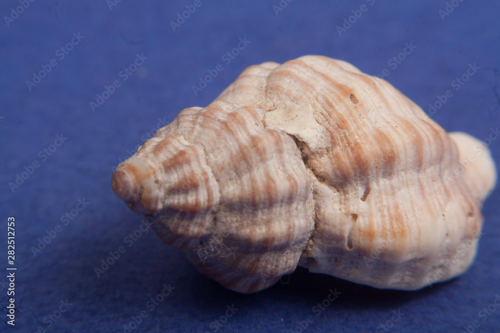 sea shells macro