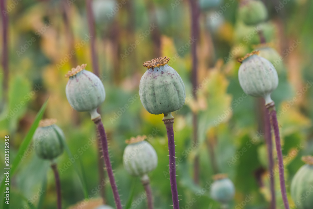 Field of poppies. (Papaver somniferum). Poppies, agricultural crop.. Field of poppies. (Papaver somniferum). Poppies, agricultural crop..