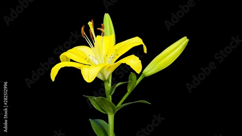 4K. Blooming yellow lily flower buds ALPHA matte, Ultra HD. timelapse, 4096x2304.