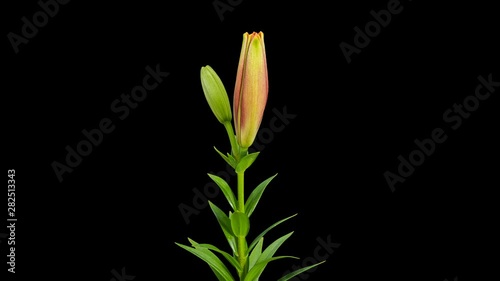 4K. Blooming orange lily flower buds ALPHA matte, Ultra HD. timelapse, 4096x2304.