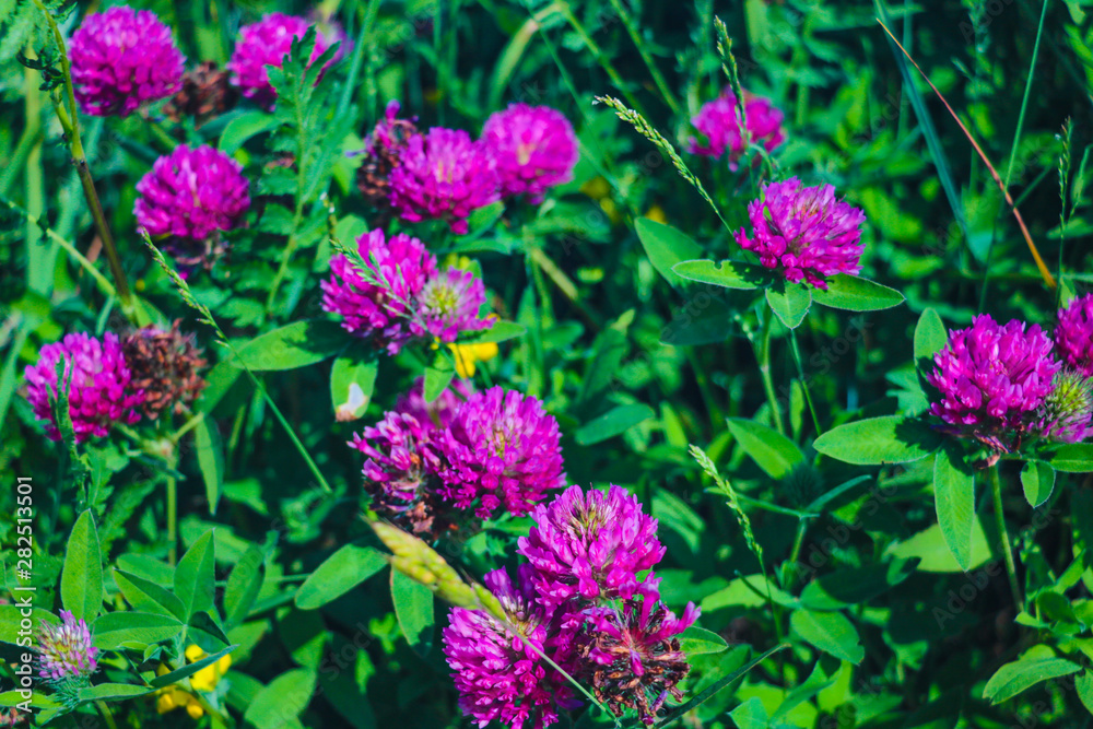 Close-up of a flower of young clover, background. Close-up of a flower of young clover, background.