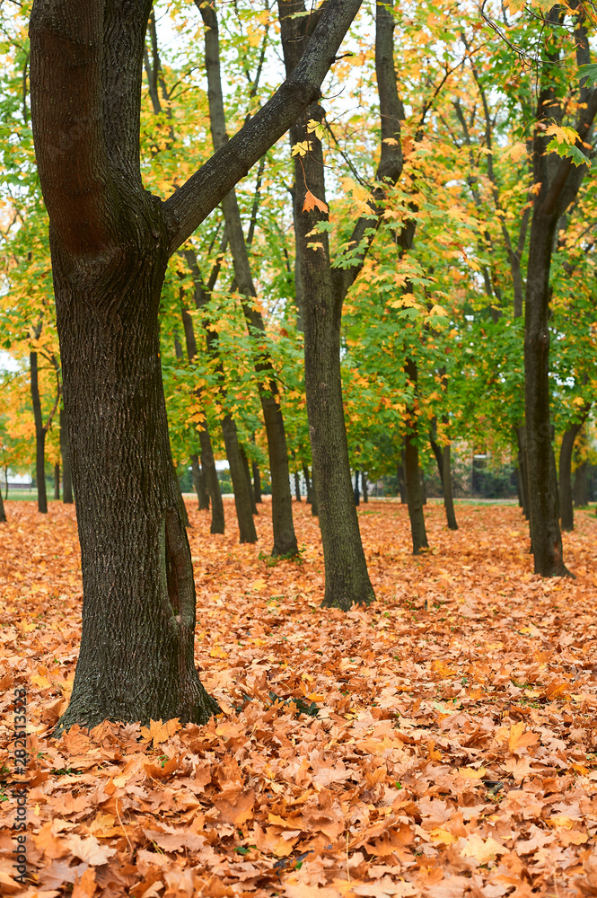 Autumn trees in city park, beautiful nature, fall season, yellow leaves Autumn trees in city park, beautiful nature, fall season, yellow leaves