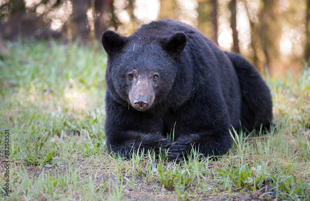 Fototapeta premium Black bear in the wild