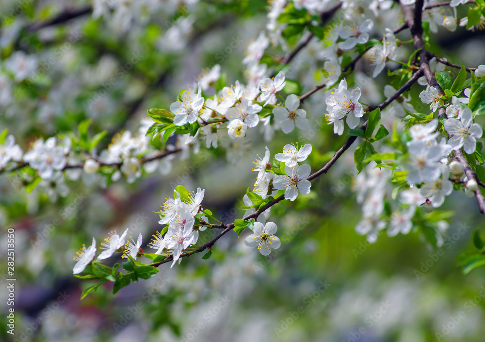 Cherry branch with beautiful background Cherry branch with beautiful background