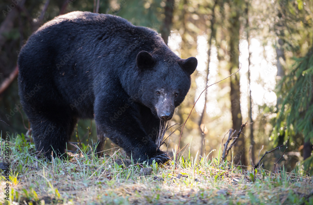 Fototapeta premium Black bear in the wild
