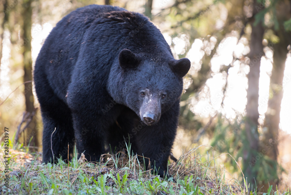 Fototapeta premium Black bear in the wild