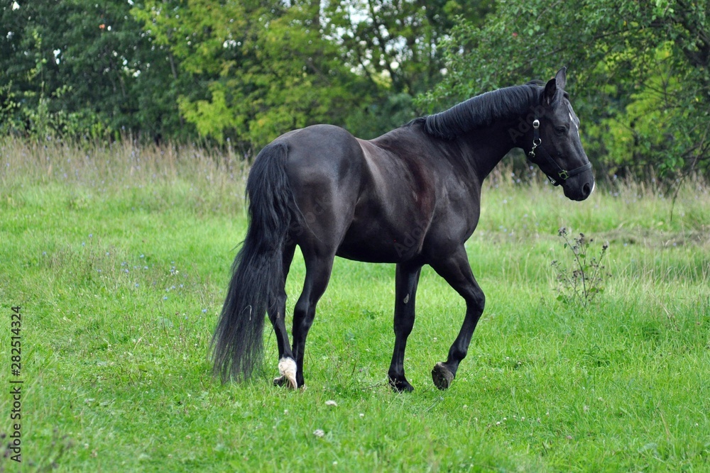 horse in the field horse in the field