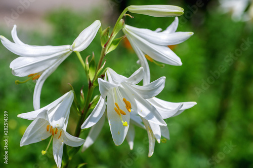 close up of lily flower photo