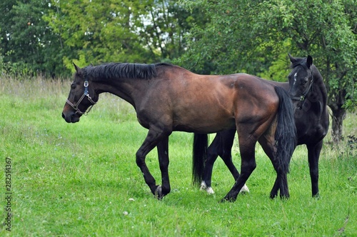 Chestnut and black horse on green grass