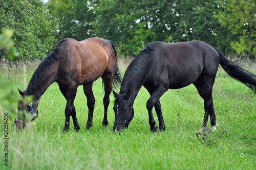 mare and foal © Дина Попова