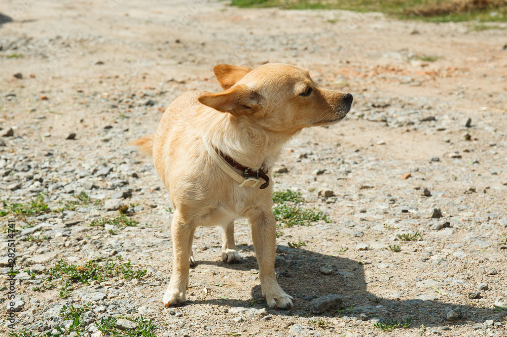 Smooth-haired Chihuahua dog Smooth-haired Chihuahua dog