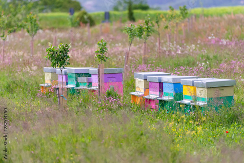 Apiary on a blooming field. Colorful beehives for bees. © Михаил Шаповалов