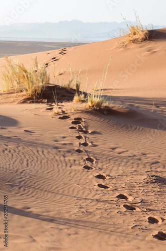 Footsteps on a sand dune in the Namib Desert  Namibia