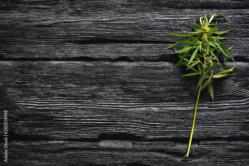 Cannabis branch with green leaves on a black wooden board background with a copy space.