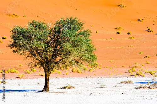 Living camel thorn tree in deadvlei, which is more famous for its collection of dead trees, with a huge red sand dune behind.  Deadvlei, Sossusvlei, Namibia photo