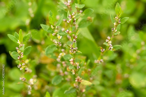 Herbaceous plant Sporish bird (Polygoni avicularis herba, Knotweed bird) with small pale pink flowers photo