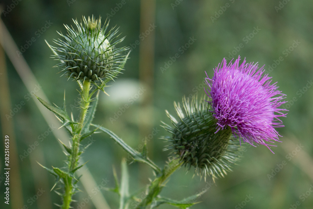 Distelblüten, offen und geschlossen Distelblüten, offen und geschlossen