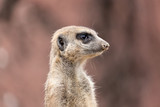 meerkat (Suricata suricatta) looking around