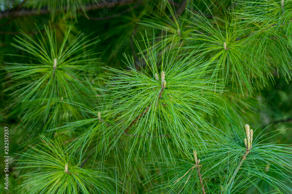 pine tree close up 