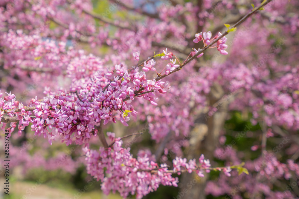 pink cherry blossom branch close up pink cherry blossom branch close up