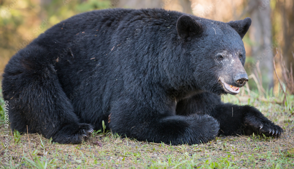 Black bear in the wild